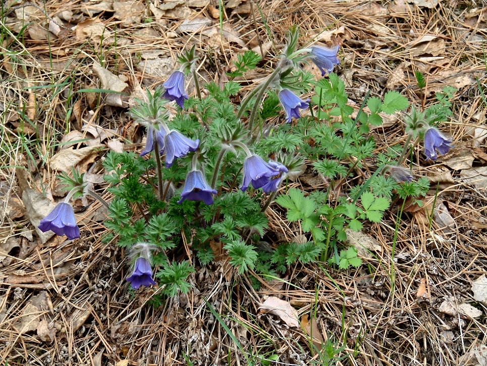 Изображение особи Pulsatilla regeliana.