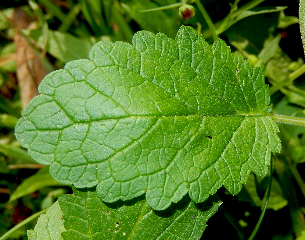 Изображение особи Scrophularia scopolii.