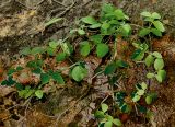 Lathyrus miniatus