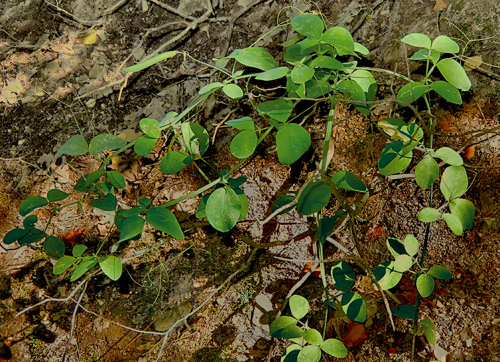 Image of Lathyrus miniatus specimen.