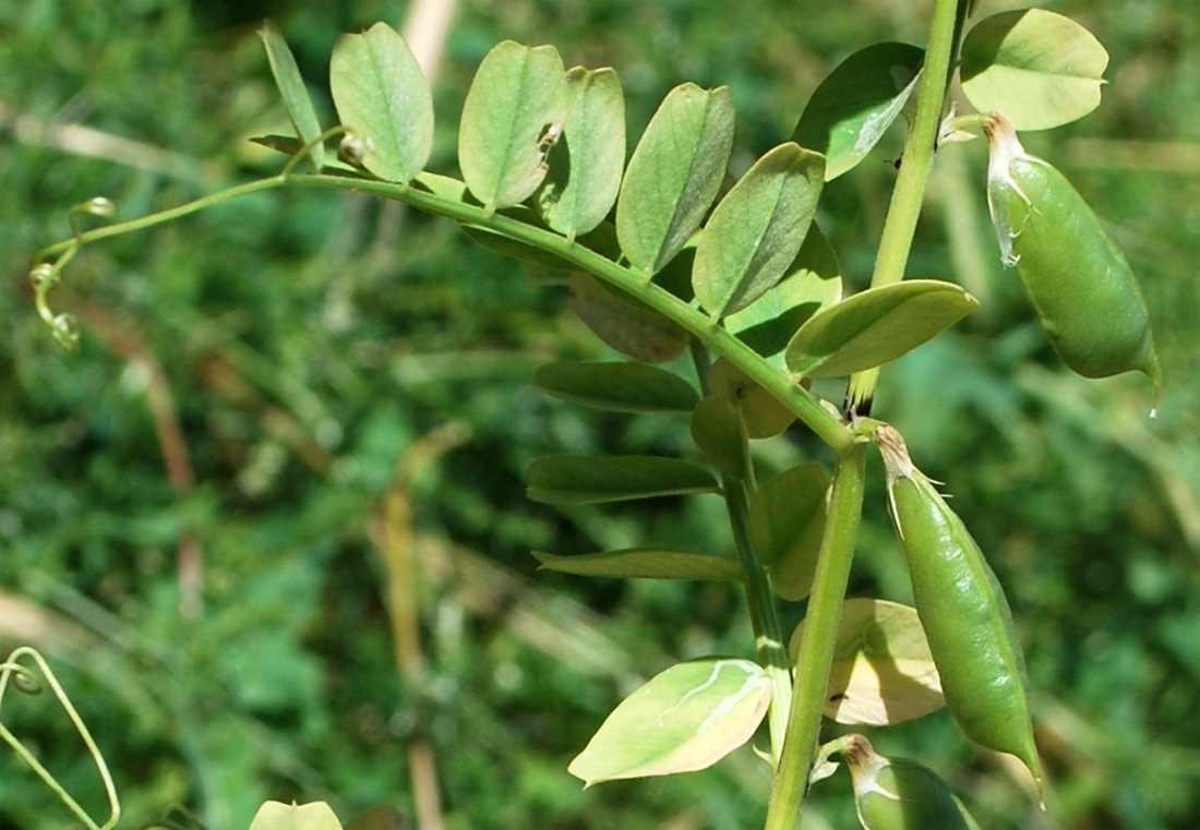 Image of Vicia hyrcanica specimen.