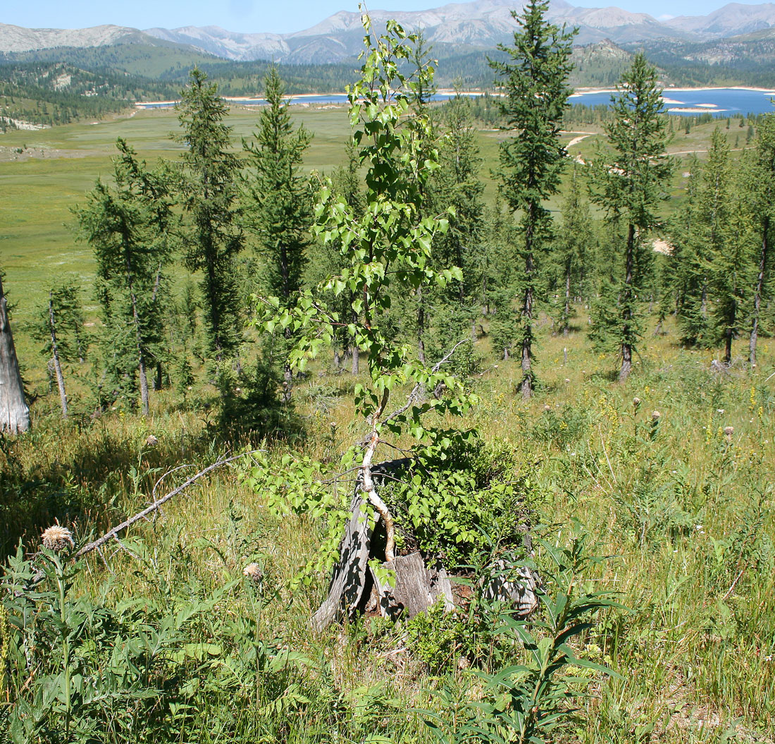 Изображение особи Betula pendula.