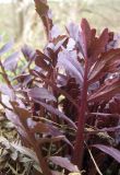 Valeriana officinalis