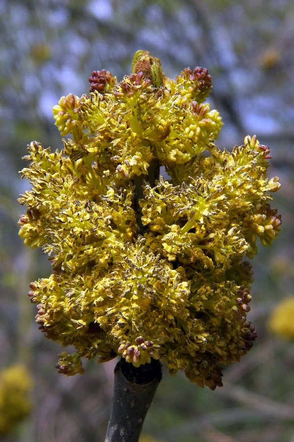 Image of Fraxinus excelsior specimen.