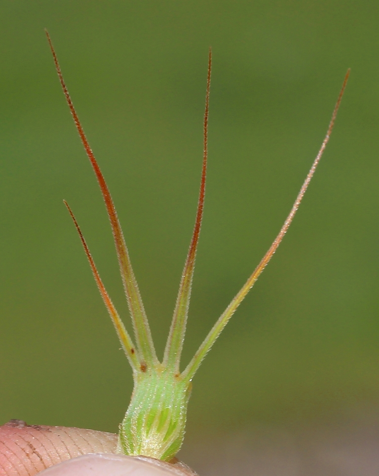 Изображение особи Aegilops geniculata.