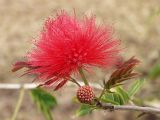 genus Calliandra