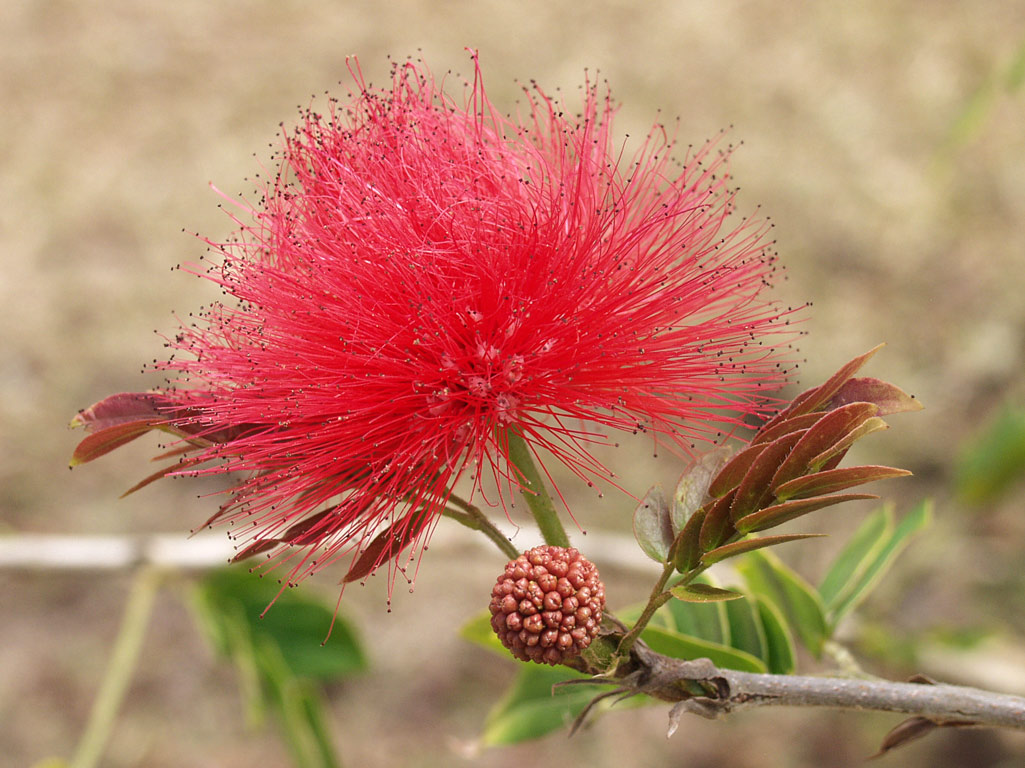 Изображение особи род Calliandra.