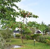 Terminalia catappa