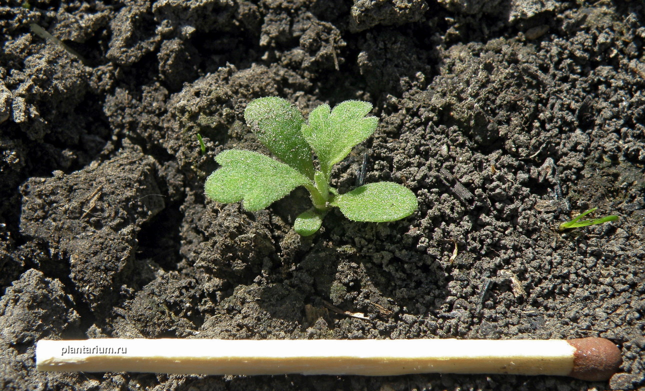 Изображение особи Artemisia absinthium.