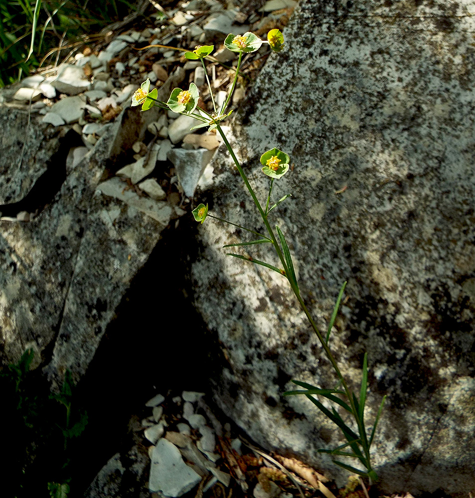 Изображение особи Euphorbia leptocaula.