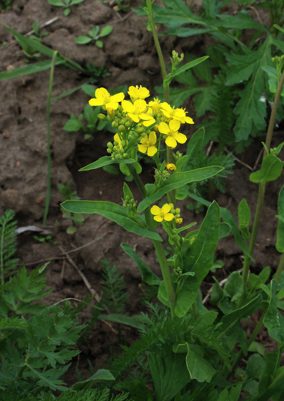 Изображение особи Brassica campestris.