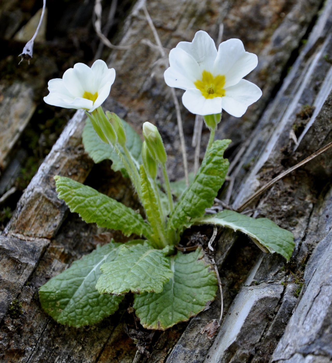 Изображение особи Primula vulgaris.