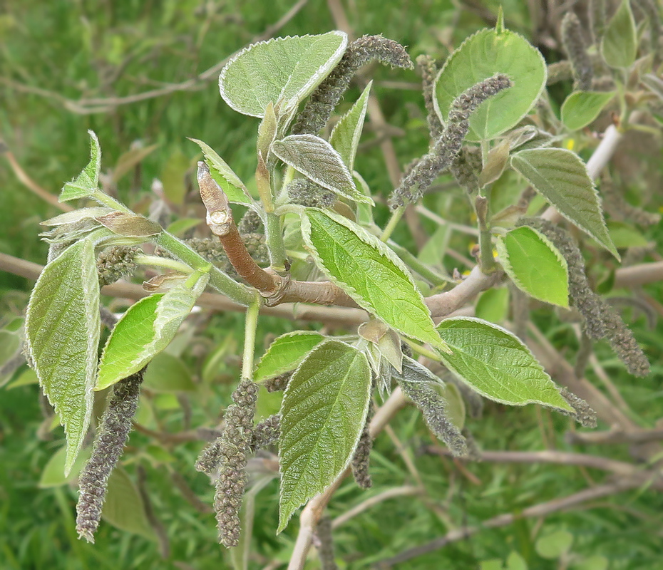 Image of Broussonetia papyrifera specimen.