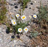 genus Anthemis. Цветущее растение на ракушечном пляже (одно из соцветий - аномальное). Крым, Арабатская стрелка, окр. с. Соляное, на берегу южного плеса зал. Восточный Сиваш. 30.05.2017.