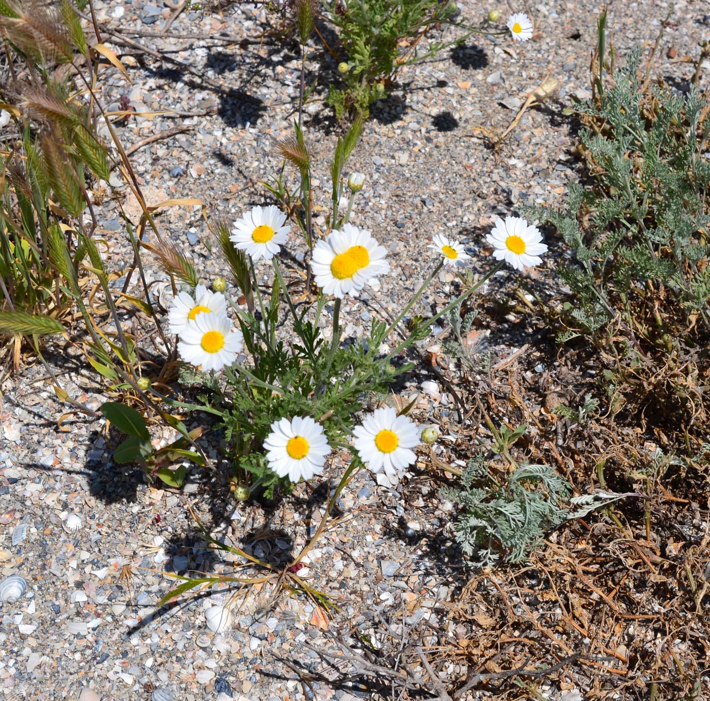 Image of genus Anthemis specimen.