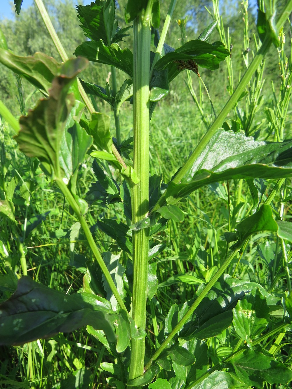 Image of Barbarea stricta specimen.