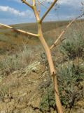 Ferula caspica