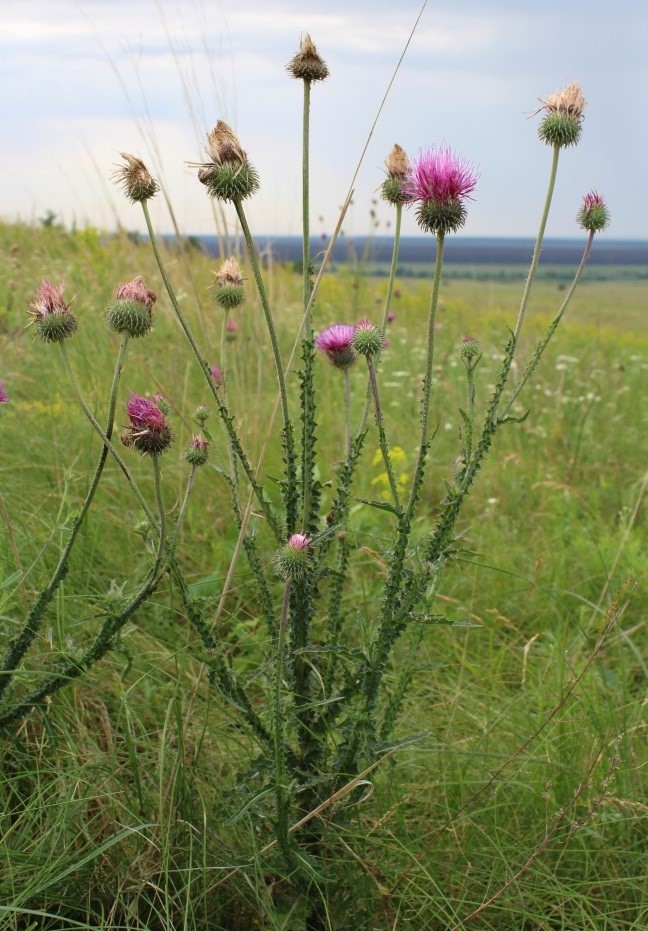 Изображение особи Carduus hystrix.