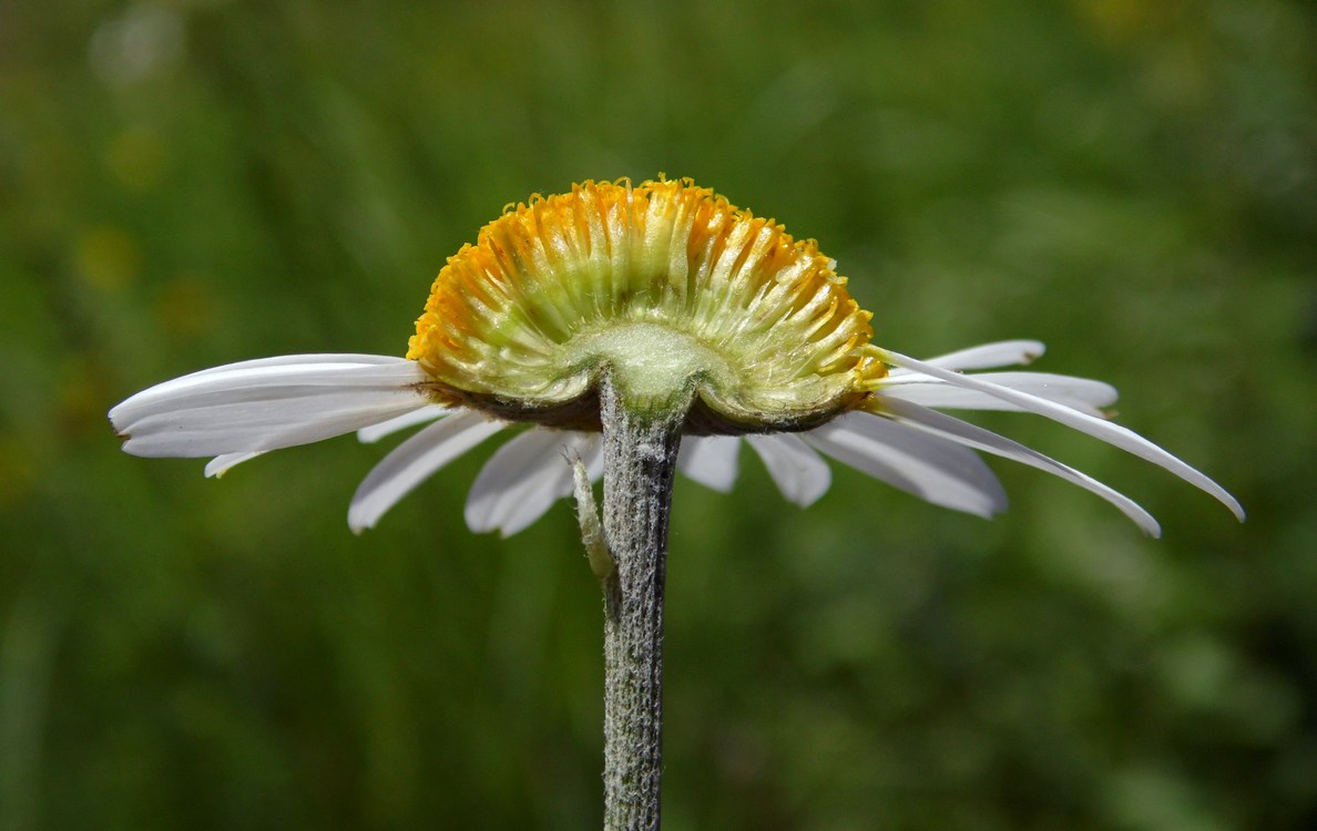 Изображение особи Anthemis rigescens.