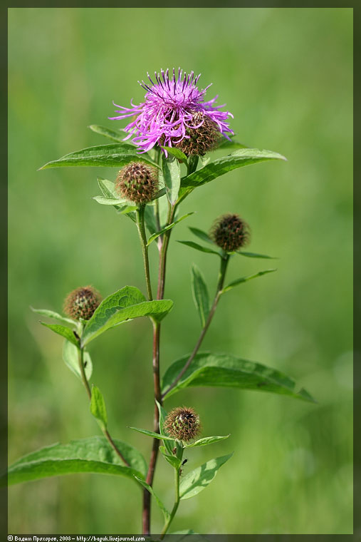 Image of Centaurea pseudophrygia specimen.