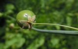 Asparagus officinalis