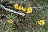 Gymnospermium alberti