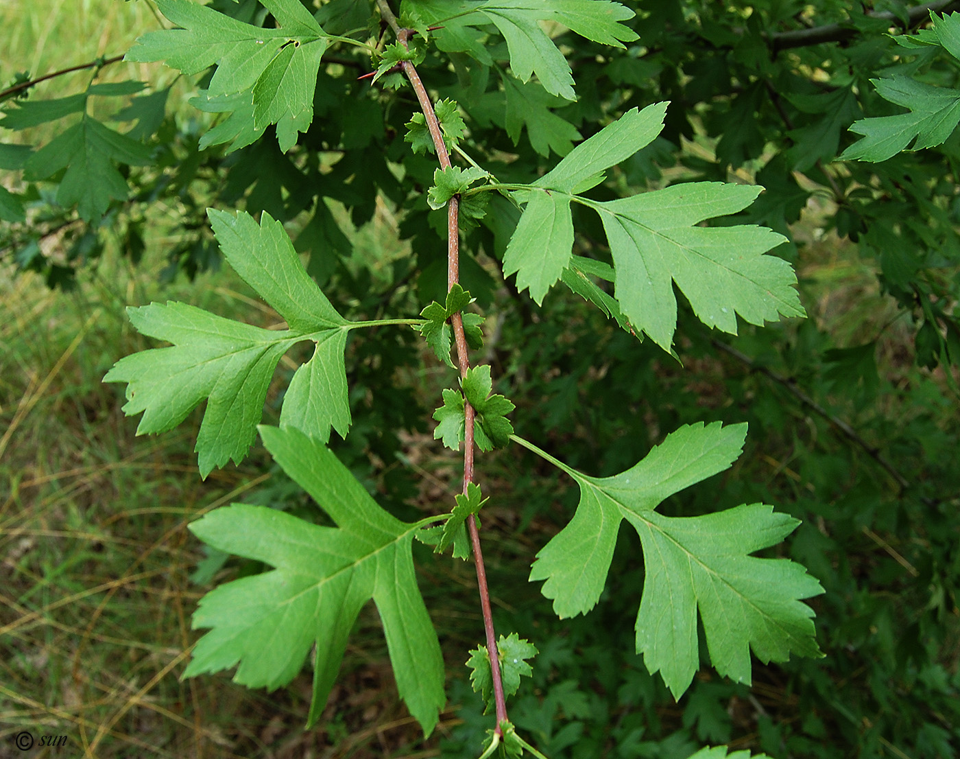 Изображение особи Crataegus monogyna.