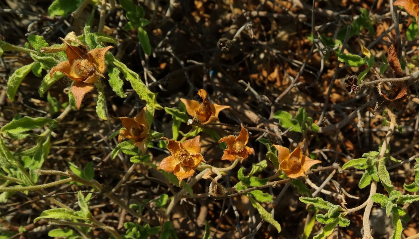 Image of Cistus tauricus specimen.