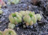 Sempervivum ingwersenii