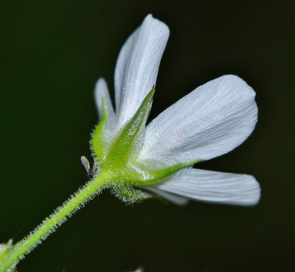 Image of Eremogone juncea specimen.