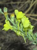 Linaria sabulosa