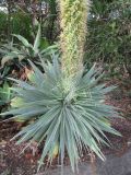 Agave attenuata