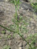 Coriandrum sativum
