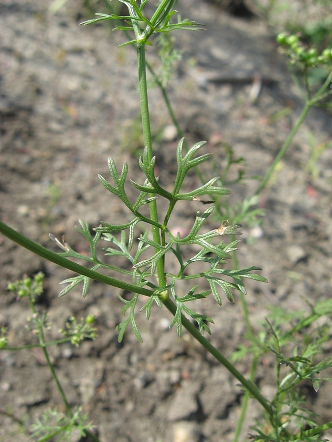 Image of Coriandrum sativum specimen.