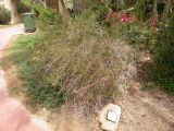 Смотреть изображение род Eremophila