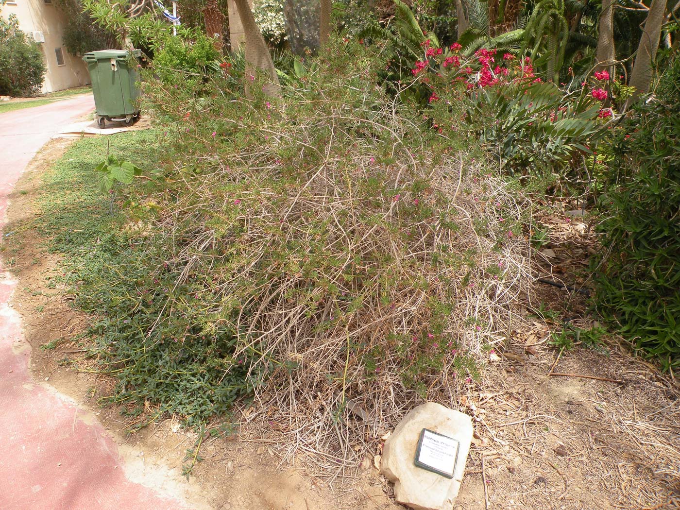 Image of genus Eremophila specimen.