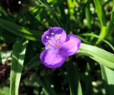 Tradescantia virginiana. Цветок и листья. Московская обл., г. Электрогорск, в культуре. 23.09.2017.