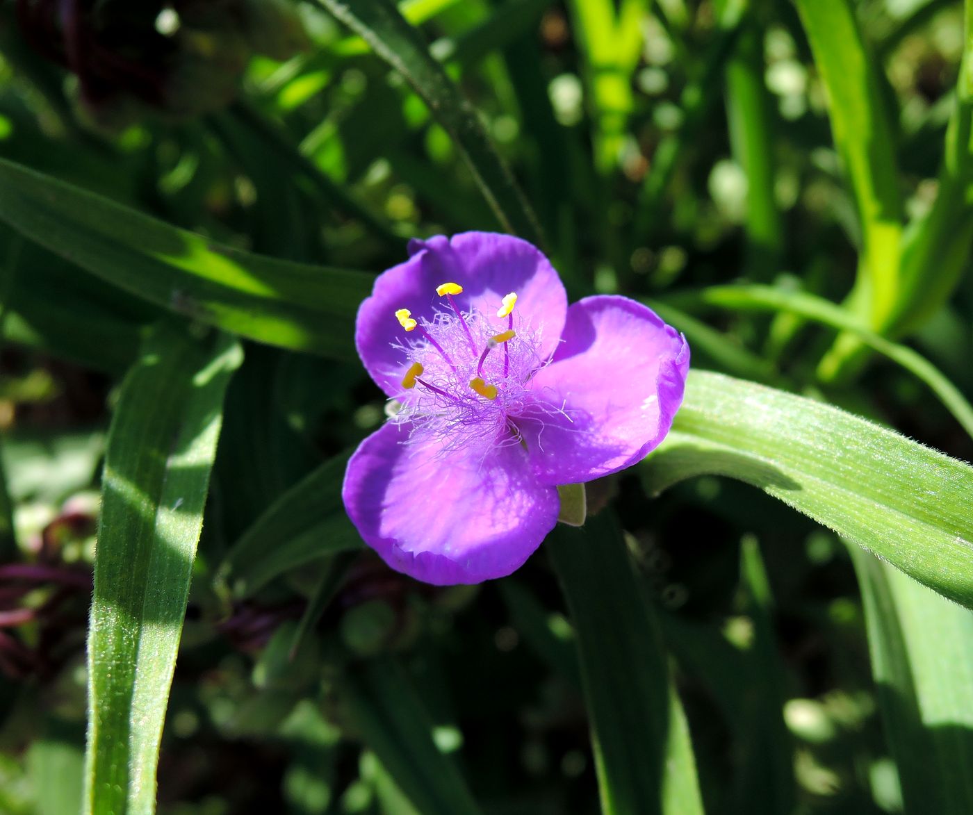 Изображение особи Tradescantia virginiana.