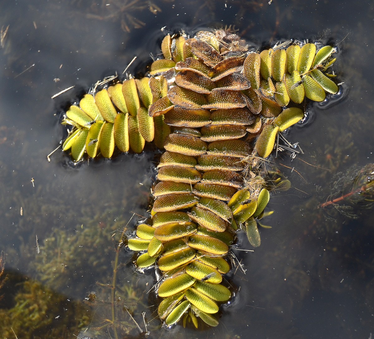 Image of Salvinia natans specimen.