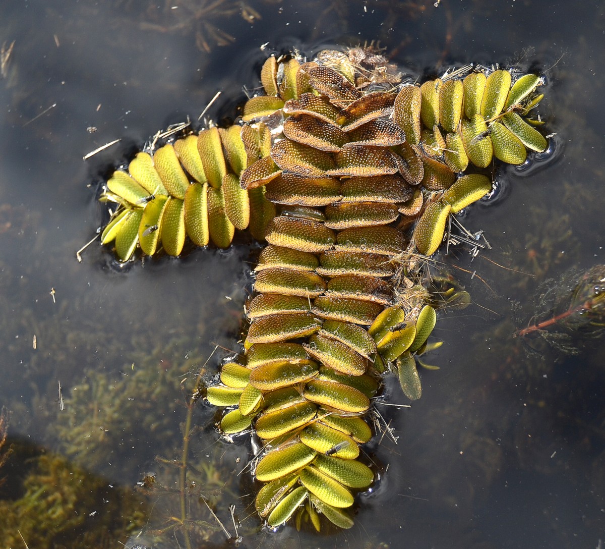 Image of Salvinia natans specimen.