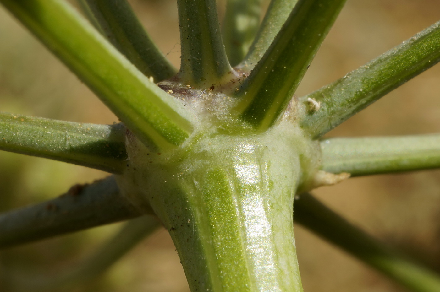 Изображение особи Astrodaucus littoralis.