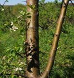 Malus baccata. Часть ствола и скелетной ветви цветущего растения. Восточный Казахстан, Глубоковский р-н, окр. с. Бобровка, луг. 19.05.2017.