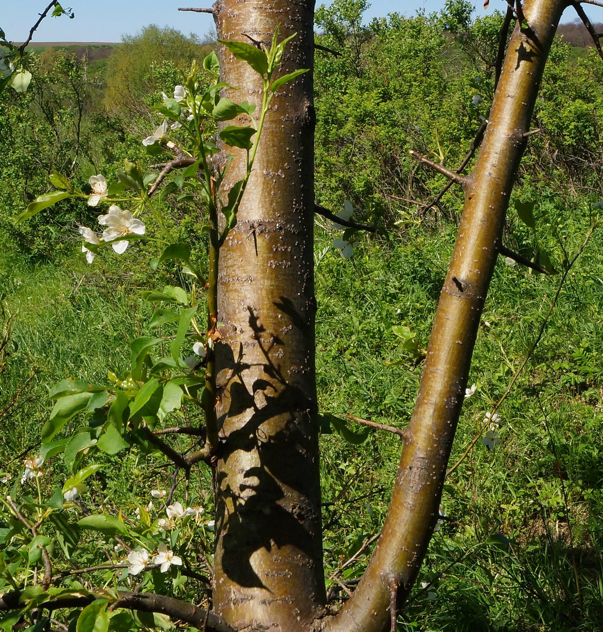 Изображение особи Malus baccata.