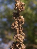 Verbascum lychnitis