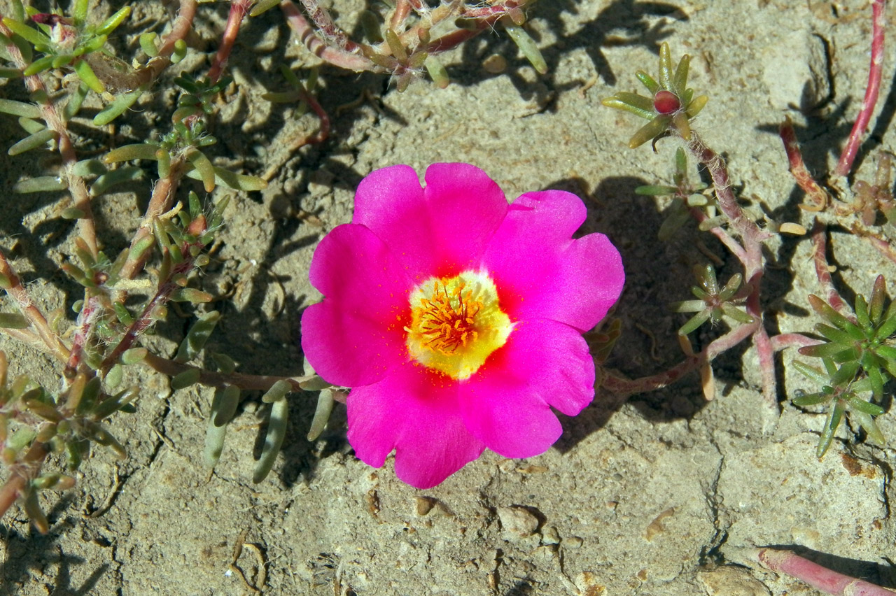 Image of Portulaca grandiflora specimen.