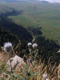 Echinops