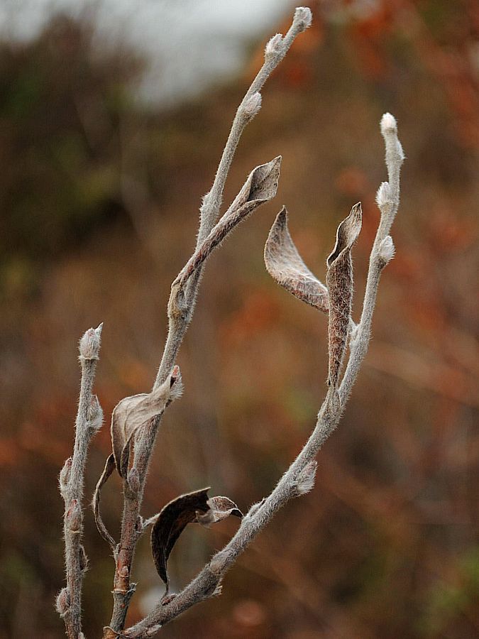 Изображение особи Salix glauca.