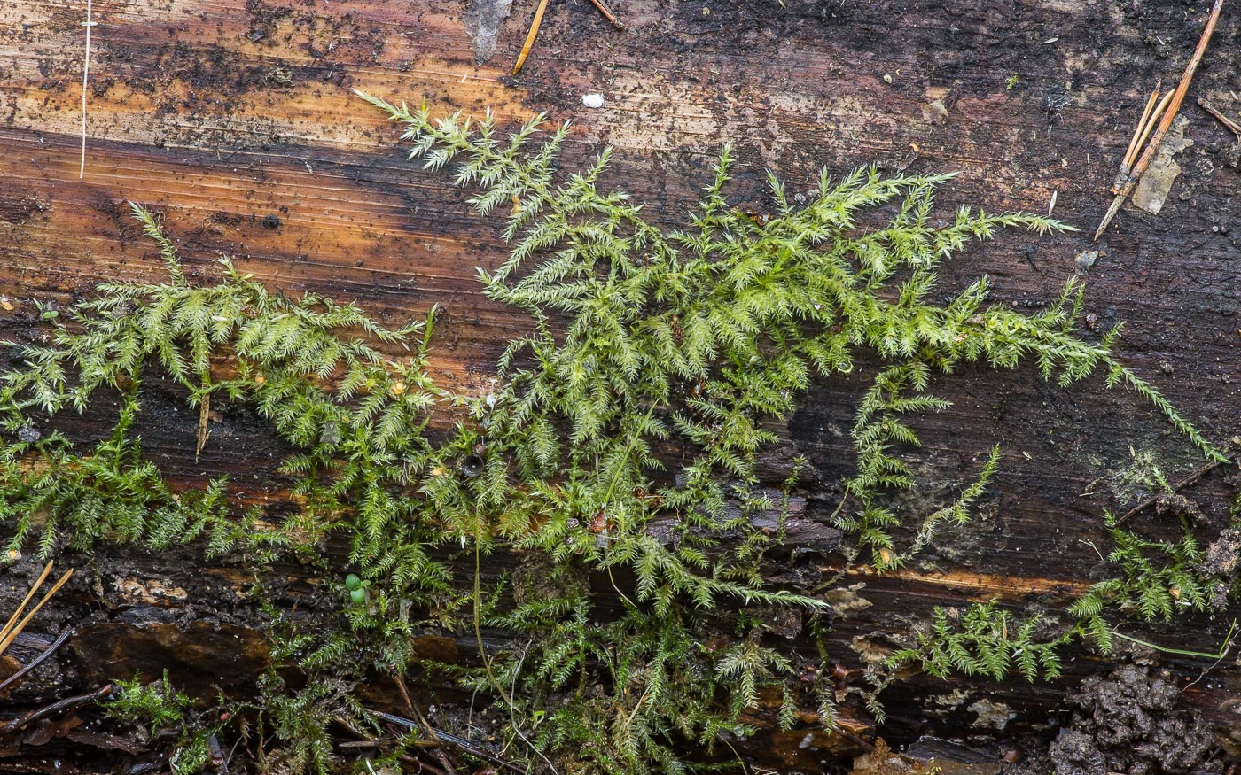 Изображение особи Brachytheciastrum velutinum.