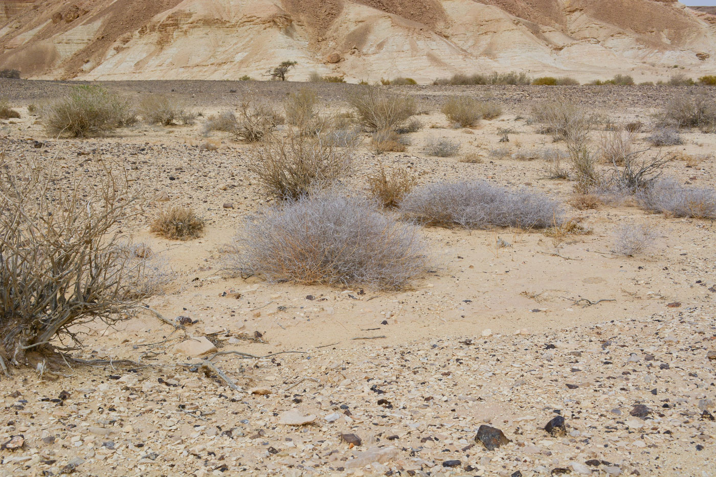 Image of Helianthemum lippii specimen.