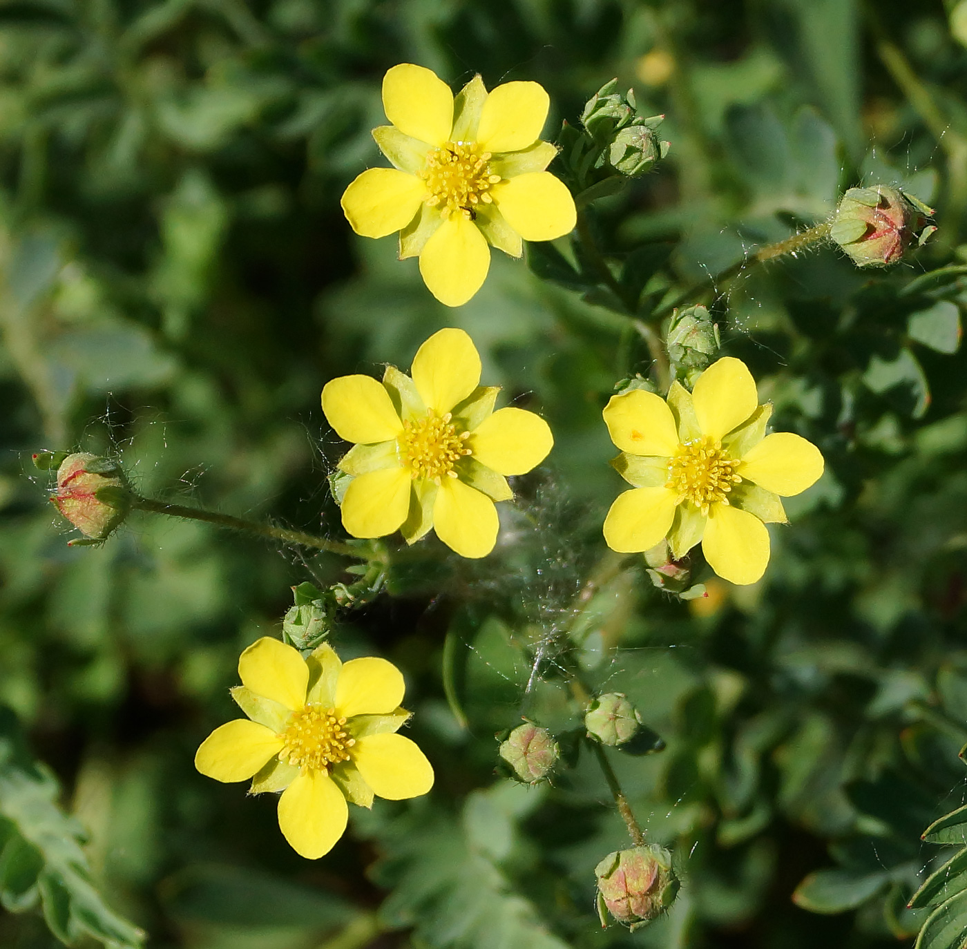 Изображение особи Potentilla bifurca.